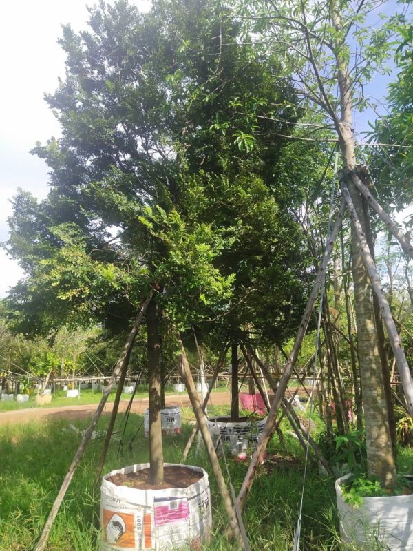 รับจัดสวน จัดสวน ขายต้นไม้ ต้นไม้ natureone.asia