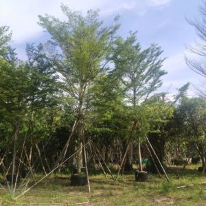 รับจัดสวน จัดสวน ขายต้นไม้ ต้นไม้ natureone.asia