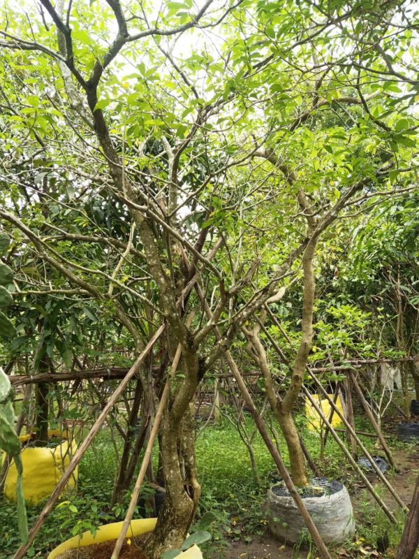 จัดสวน รับจัดสวน ขายต้นไม้ natureone.asia