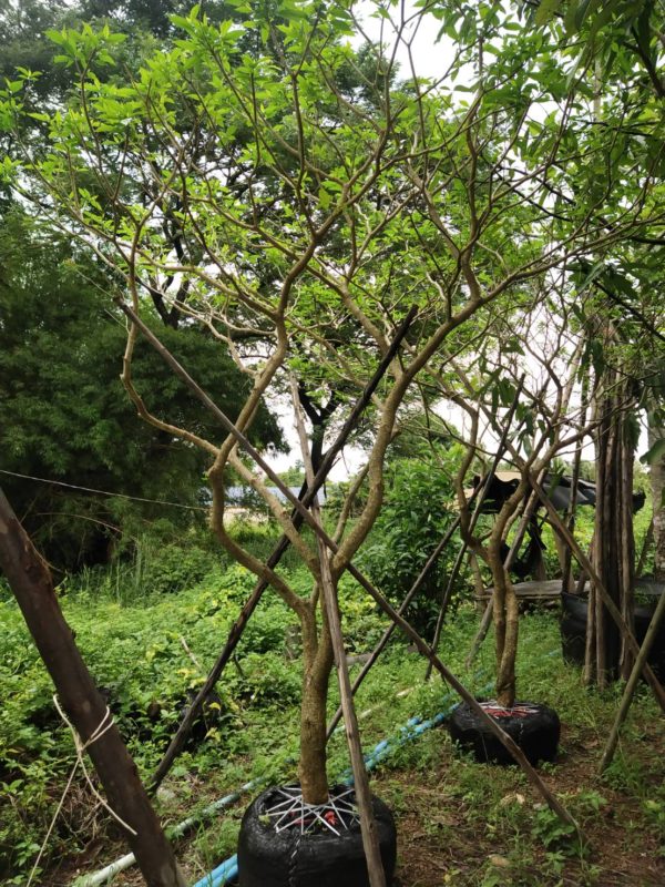 จัดสวน รับจัดสวน ขายต้นไม้ natureone.asia